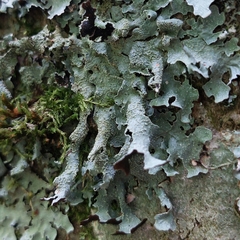 Parmelia submontana