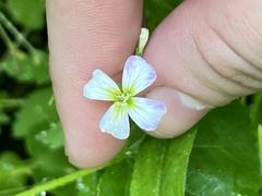 Malcolmia maritima