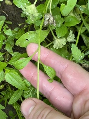 Malcolmia maritima