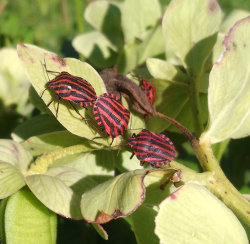 European Striped Shield Bug, photo 10 of 10