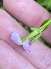 Malcolmia maritima