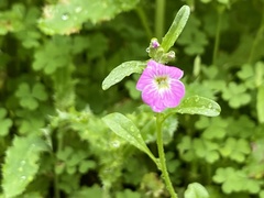 Malcolmia maritima