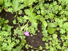 Malcolmia maritima