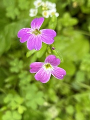 Malcolmia maritima