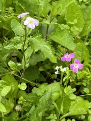 Malcolmia maritima