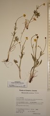 Ranunculus pedatifidus affinis