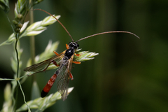 Ichneumonidae