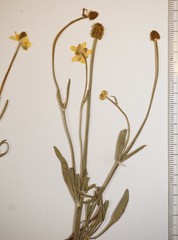 Ranunculus pedatifidus affinis
