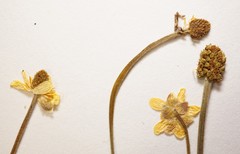 Ranunculus pedatifidus affinis