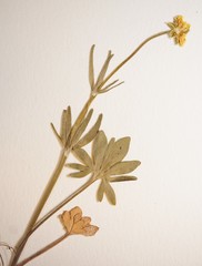 Ranunculus pedatifidus affinis
