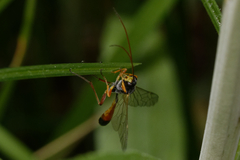 Ichneumonidae