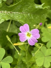 Malcolmia maritima