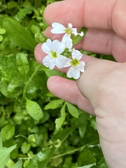Malcolmia maritima