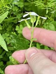 Malcolmia maritima