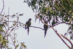 Aratinga auricapillus