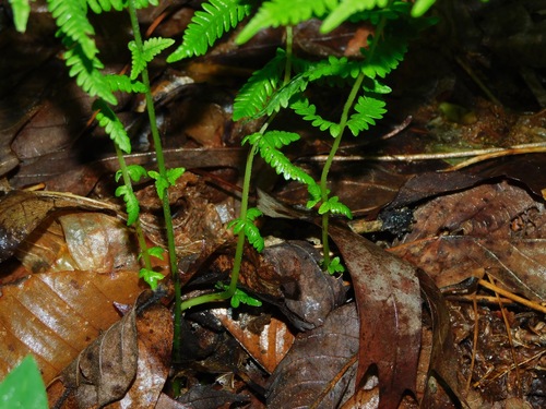 Amauropelta noveboracensis