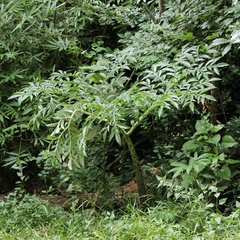 Amorphophallus paeoniifolius
