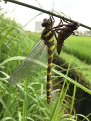 Anotogaster sieboldii