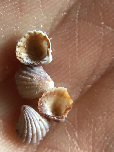 Three-tooth Carditid