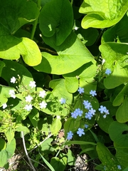 Brunnera sibirica