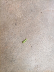 Orthoptera