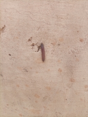 Insecta