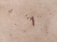 Insecta