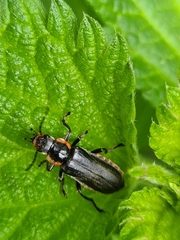 Cantharis obscura
