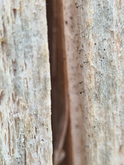 Chaenothecopsis pusilla