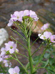 Cardamine raphanifolia