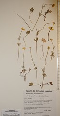 Ranunculus pedatifidus affinis