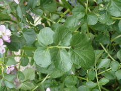 Cardamine raphanifolia