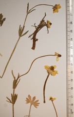 Ranunculus pedatifidus affinis