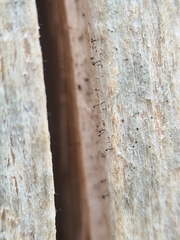 Chaenothecopsis pusilla
