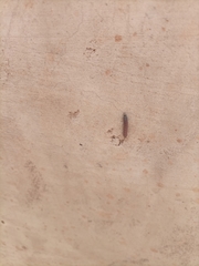 Insecta