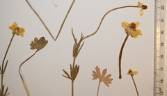 Ranunculus pedatifidus affinis