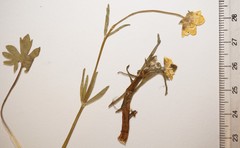 Ranunculus pedatifidus affinis
