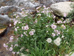 Cardamine raphanifolia