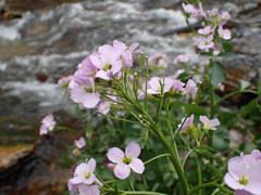 Cardamine raphanifolia