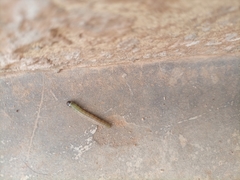 Lepidoptera