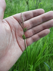 Carex vestita