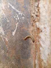 Lepidoptera