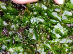 Ulva californica