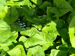 Brunnera sibirica