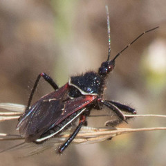 Apiomerus californicus