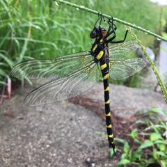 Anotogaster sieboldii
