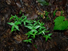 Lysimachia tonsa