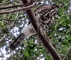 Accipiter trivirgatus