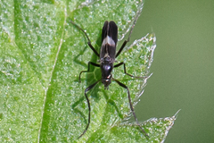 Chasmatonotus