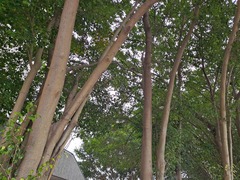 Accipiter trivirgatus